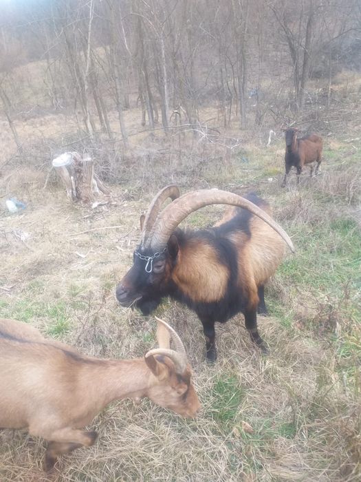 Capre Alpine Franceze