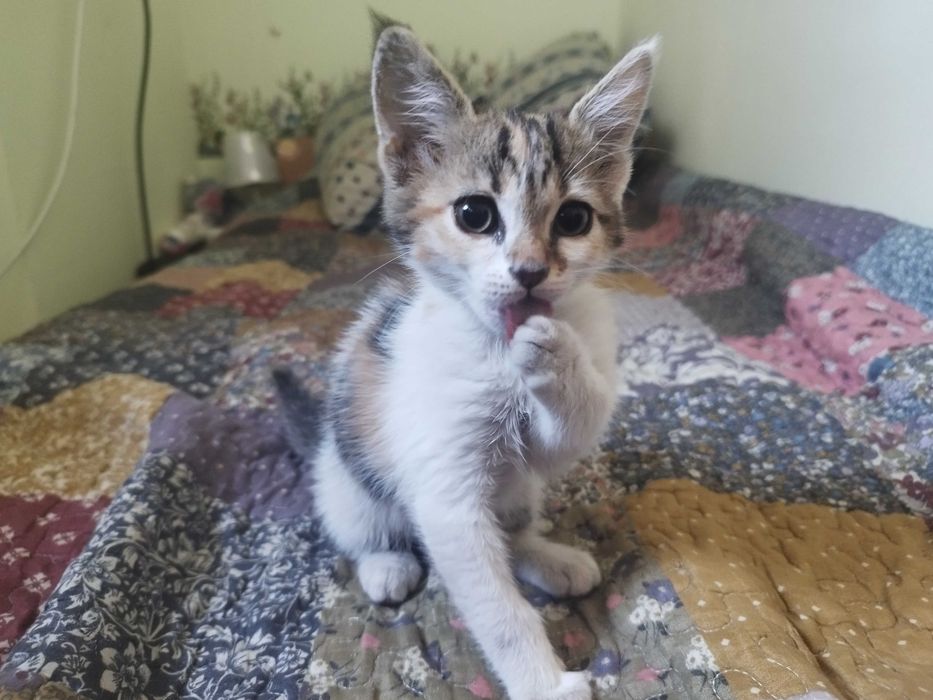 Подарявам котета