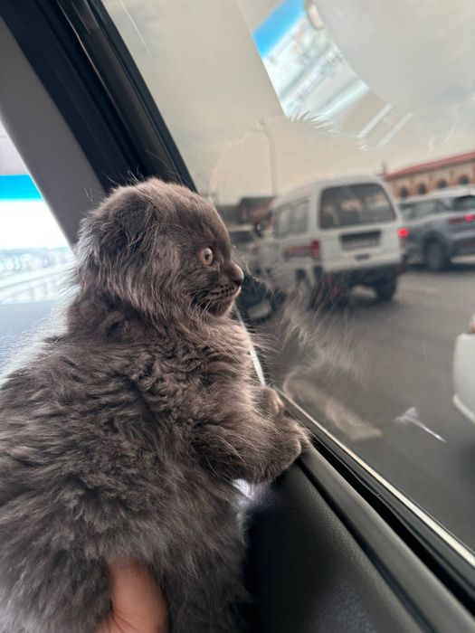 Британские скотш фолд