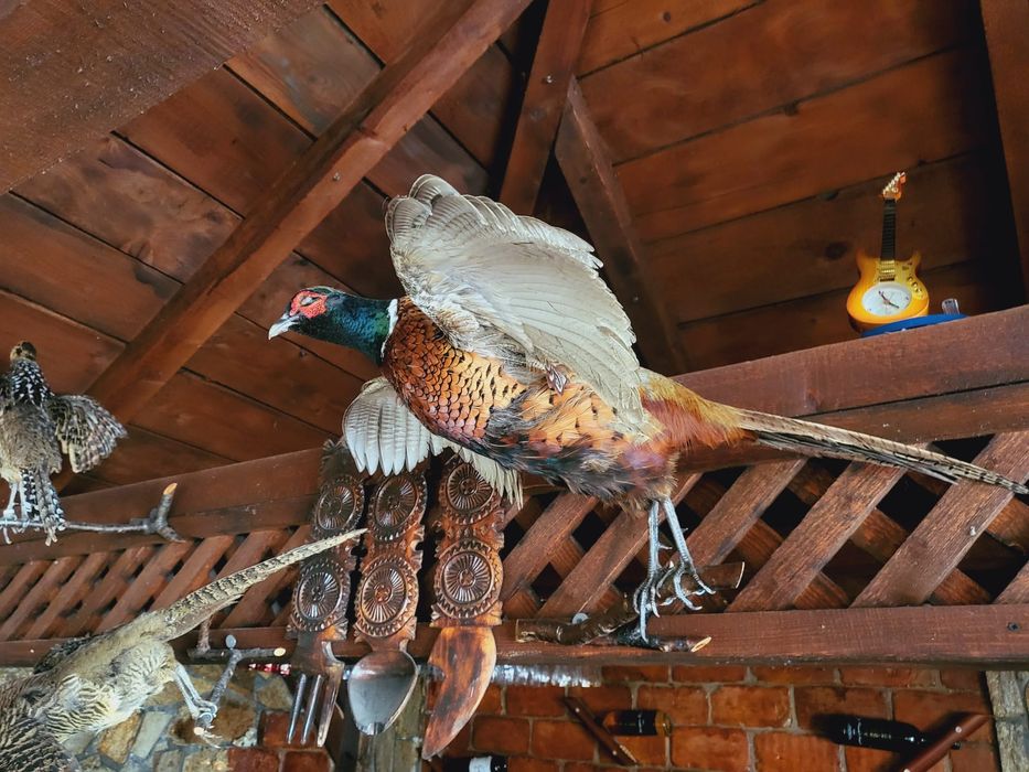 Păsări decor inpaiate