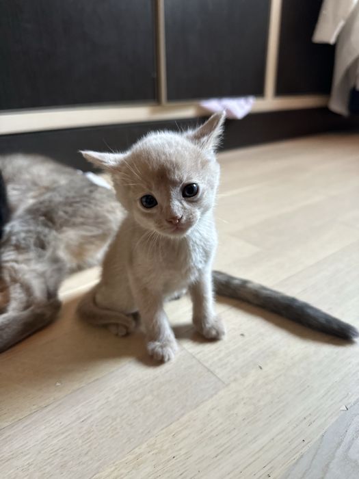 Продам Абиссинских  котят