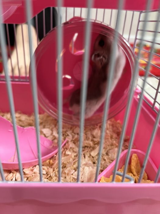 Хомяк джунгарский