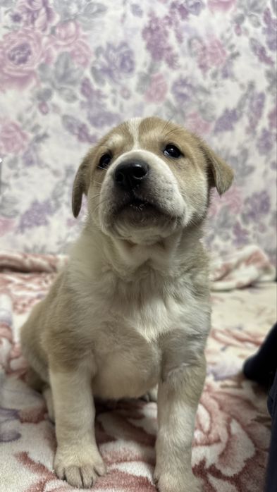 Серьезный паренёк ищет дом.