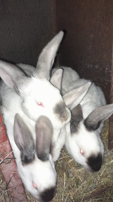 Продам кроликов 9 штук