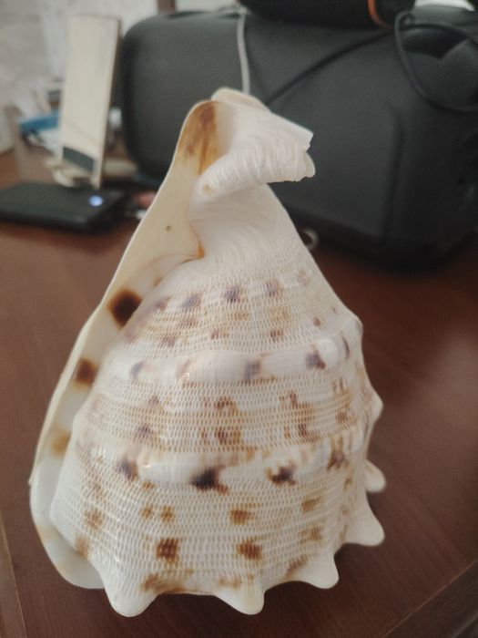 Продам ракушку морская