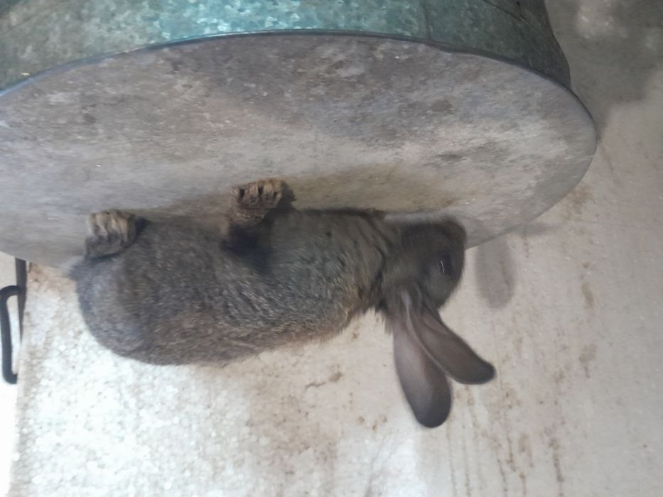 Кролики уральск, смесь строкача