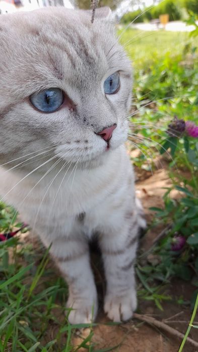 Ищем вислоухого кота