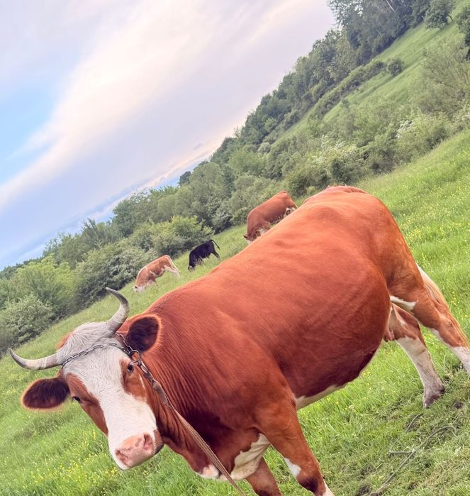 De vânzare doua vaci!