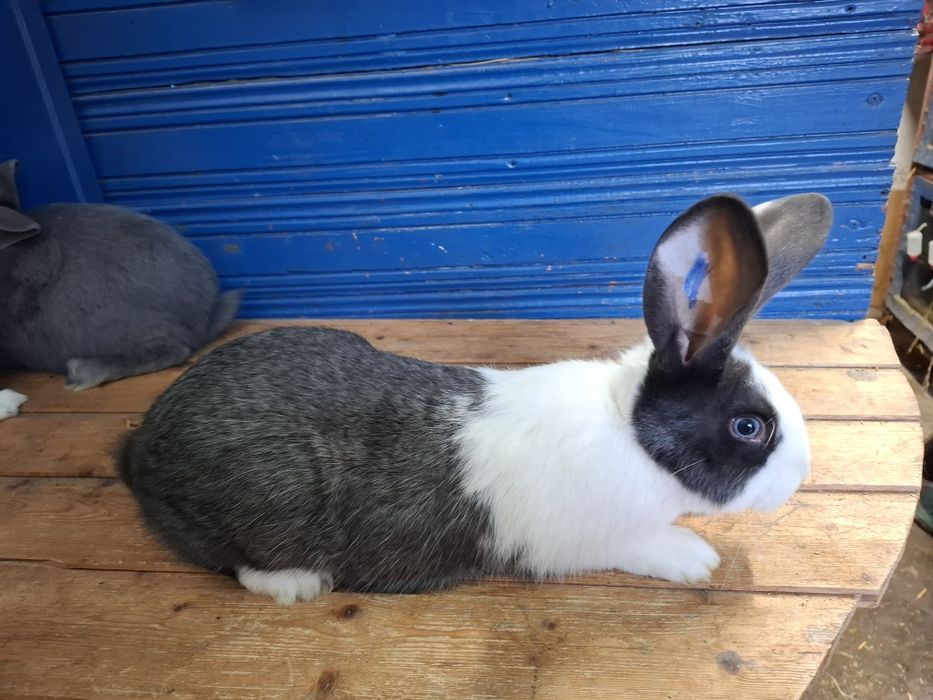 Iepuri Hycole Francez 
Vând iepuri H