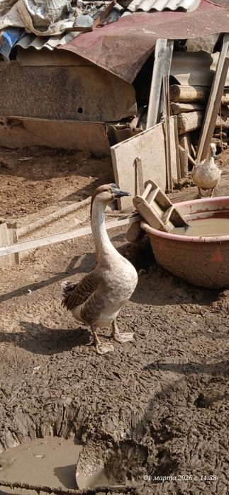 Gʻozlar erka hammasi