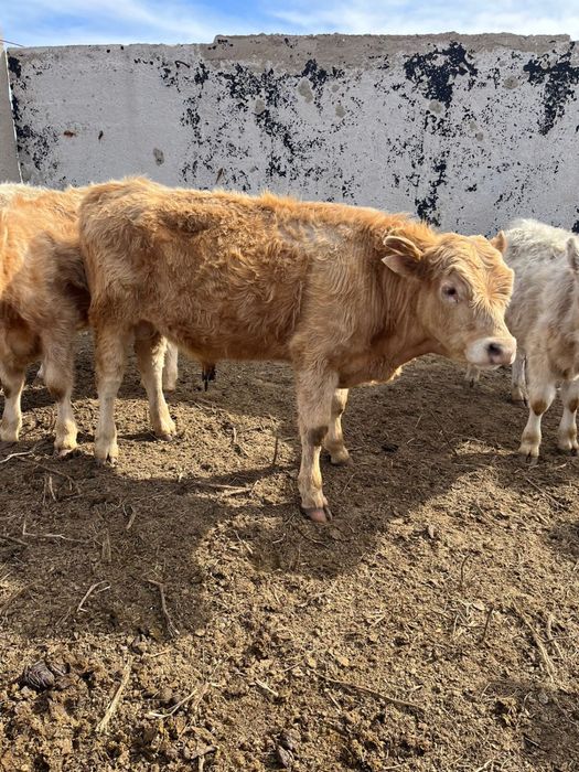 Продам бычков 2025г.