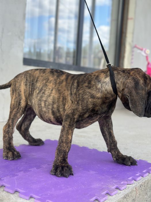 Catei presa canario