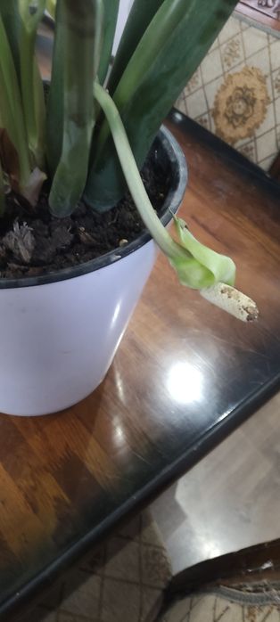 Замиокулькос цветущий