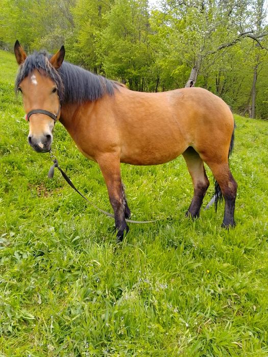 De vânzare mânză semi grea sau schimb