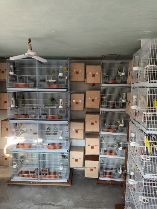 Papagali Perusi blanzi,deosebiti, sanatosi,culori diverse