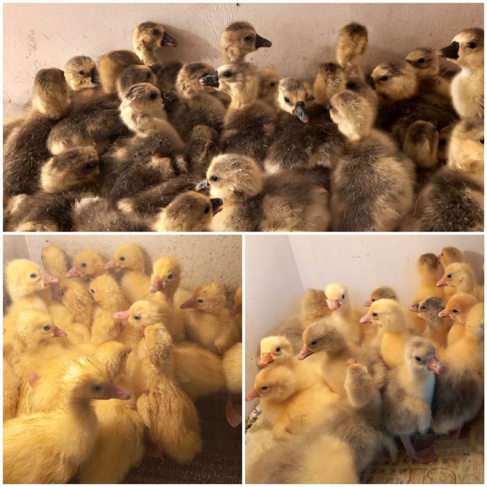 Гусята,гусята,гусята