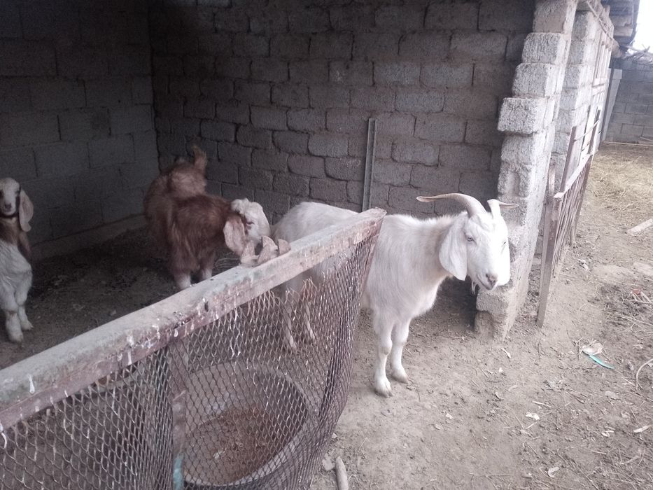 Ечкилар сотилади пародали 2 милеондан бошланиб 4,5милеонгача