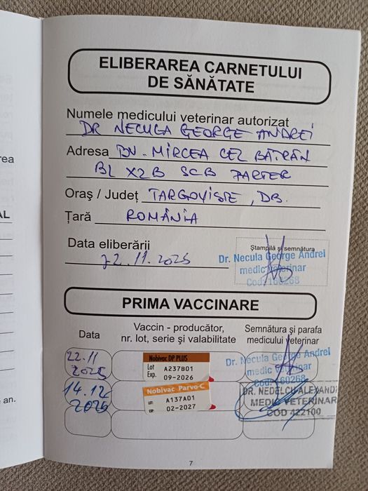 Câine dragut cu doua vaccinuri făcute