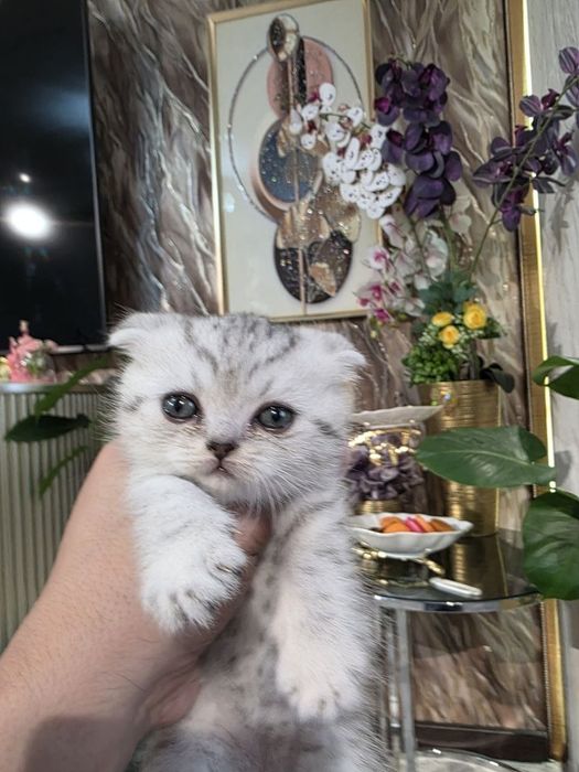 Продам вислоушку вискас