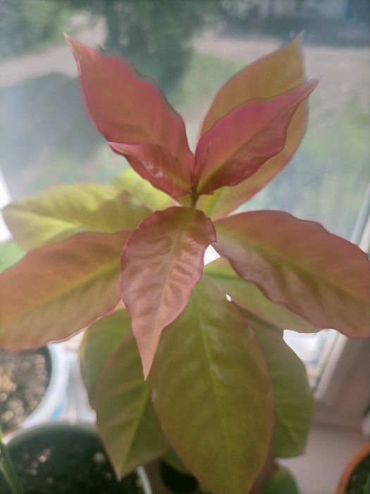 Переския Годсеффа