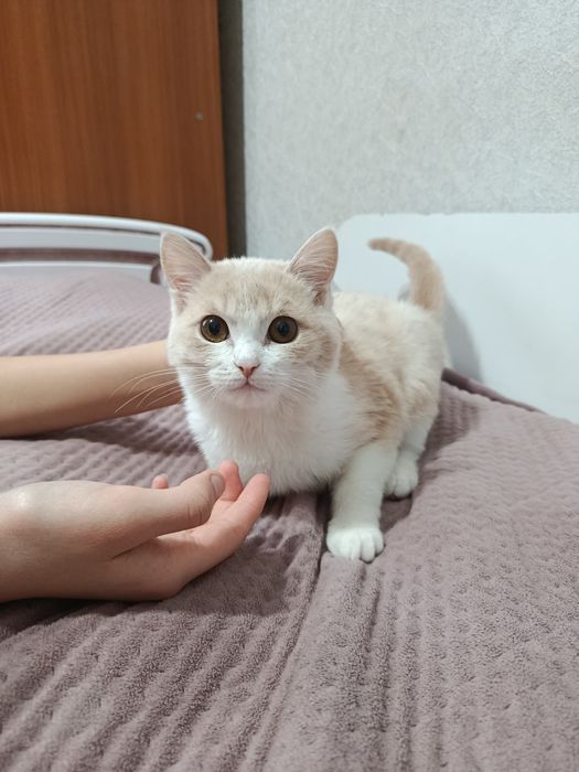 Продается турецкая ангора