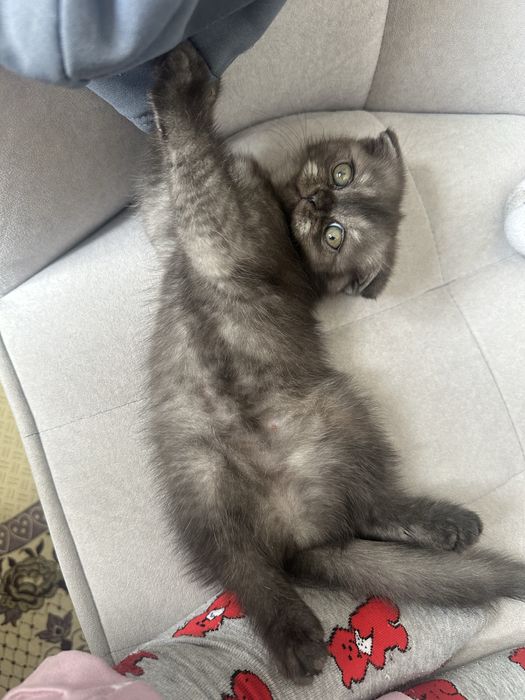 Шотландская вислоухая котята