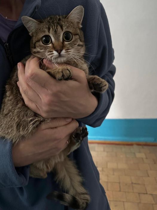 Кошечка в добрые руки