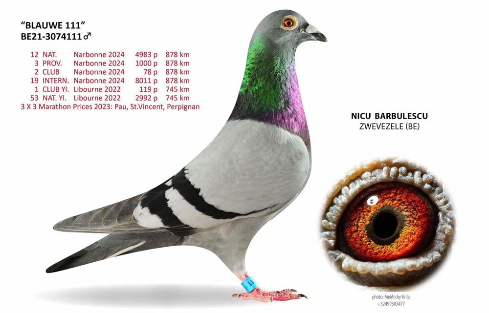 Porumbei voiajori maraton