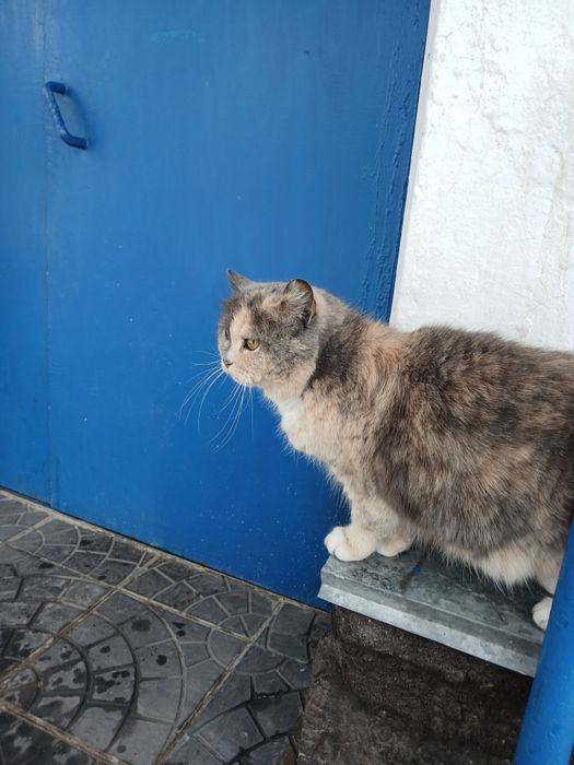 Взрослая кошка для своего дома