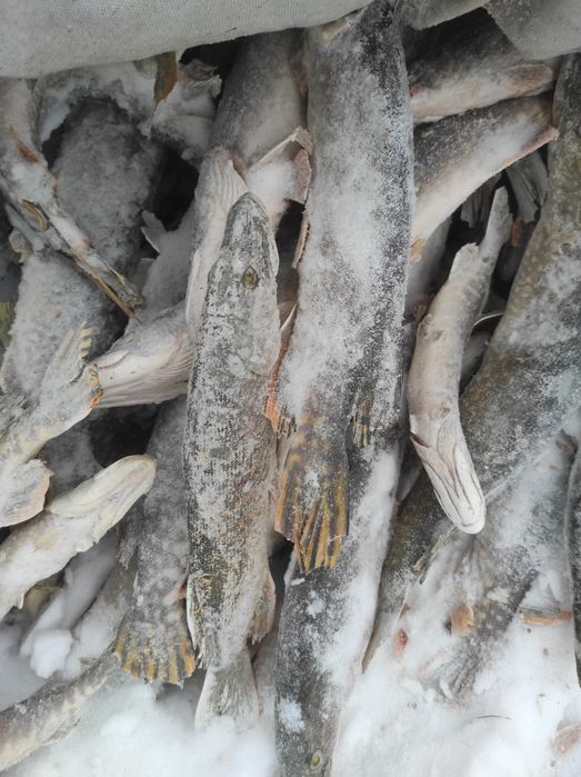 Продам рыбу щуку.Недавно пойманная ,