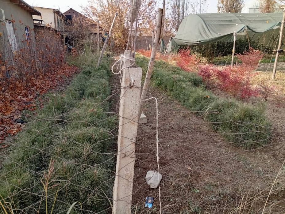 Сосна крымская 20-30  голубые ели