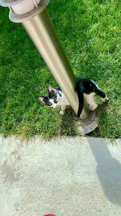 Scottish Straight кошка