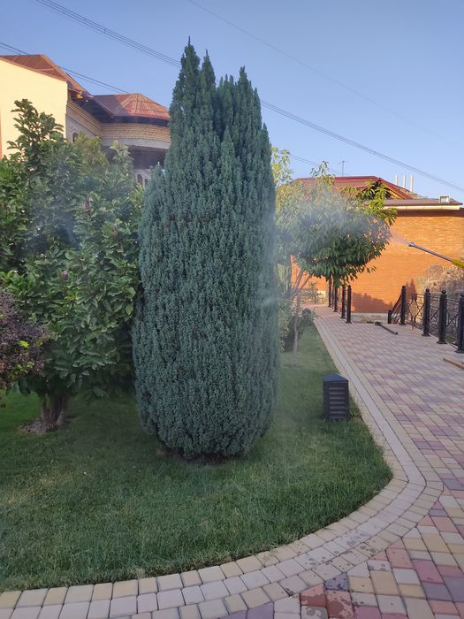 Archa kesish dorilash xizmati