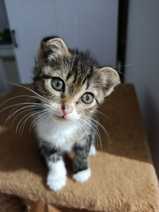 Котёнок весловуха 1 месяц