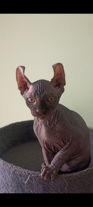 Котенок сфинкс Эльф мальчик 2.5 иес