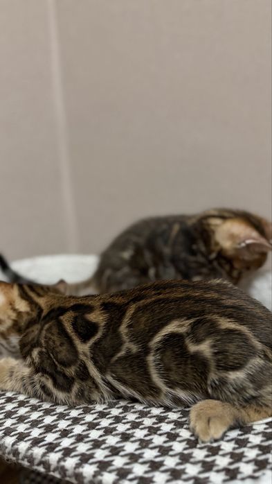 Бенгальские котята