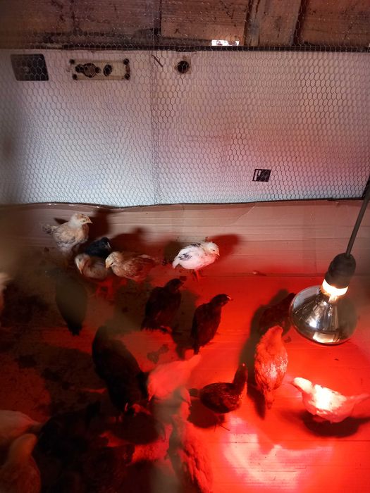 Домашни пилета на 15 дни и месец. 3,5 ев