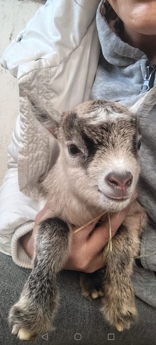 Vând iezi de capre pitice