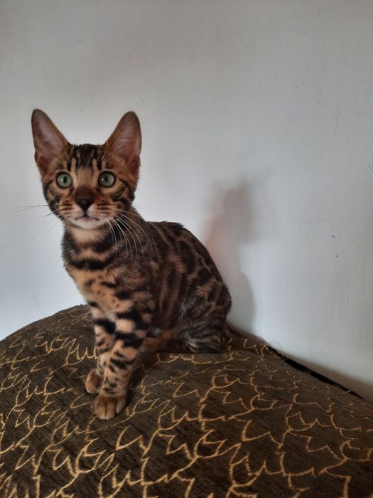 Бенгальские котята.