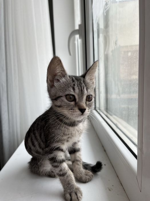 Котик в добрые руки