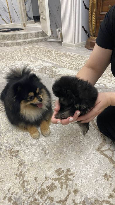 Продам памеранского шпица