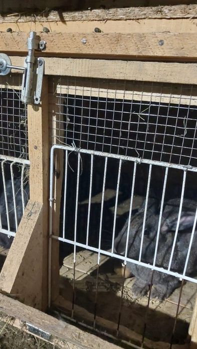 Vând 5 iepuri cu cuști!