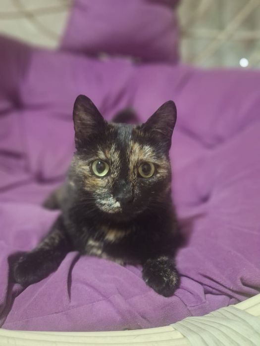 Отдам стерилизованную кошечку