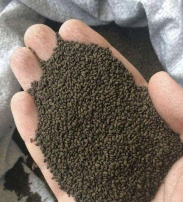 Продам семена люцерны