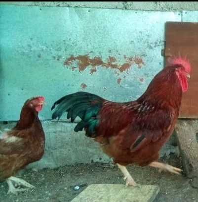 Куриные инкубационные яйца разных пород