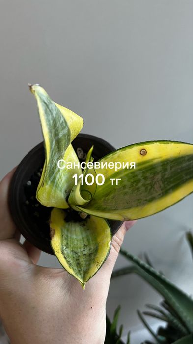 Сансы, алоказия, монстера, эпипремнум