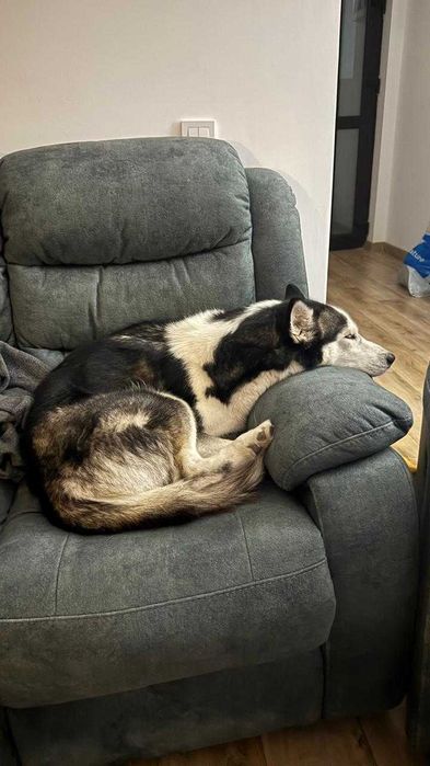 Cazare Câini / Pet Sitting Premium - Mediu Familial (Fără țarcuri)
