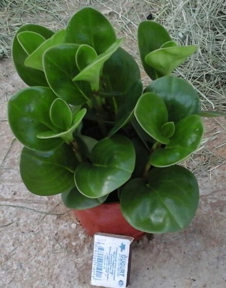 Пеперомия продам оптом и в розницу