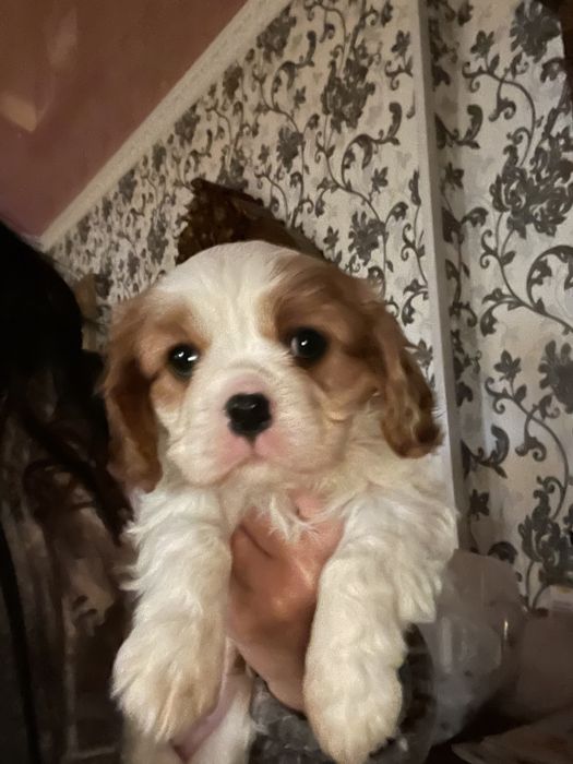 Детки кавалер кинг чарльз спаниель