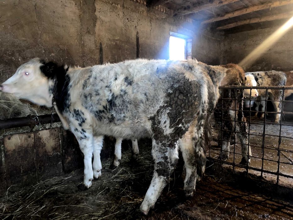 Vand 2 vitei belgieni si 1 vitea belgiana, 300 kg
